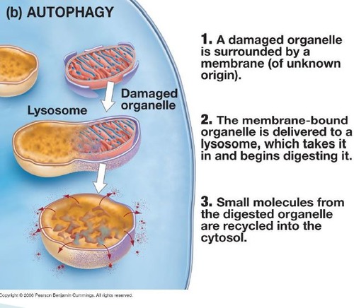 lysosomes break down damaged organelles