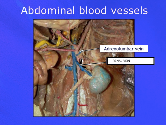 <p>Veins that drain blood from the adrenal glands and surrounding structures.</p>