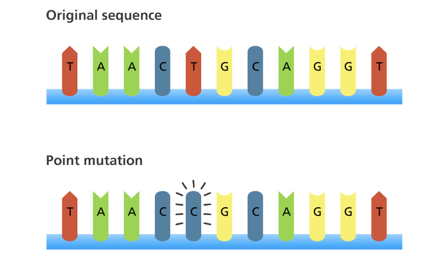 <p><strong>Point mutation</strong></p>