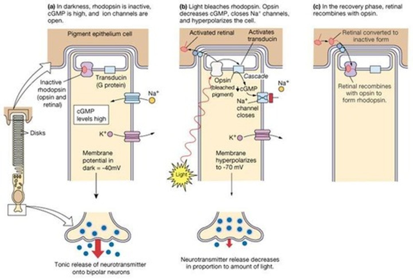 <p>Photoactivated rhodopsin (metarhodopsin II) binds and activates the G-protein transducin.</p>