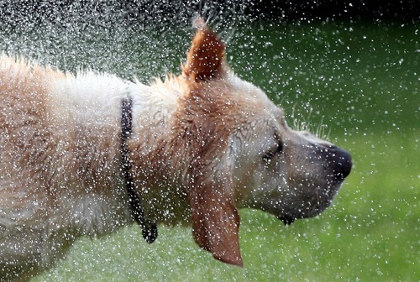 <p>secarse (pret. c>qu)</p>