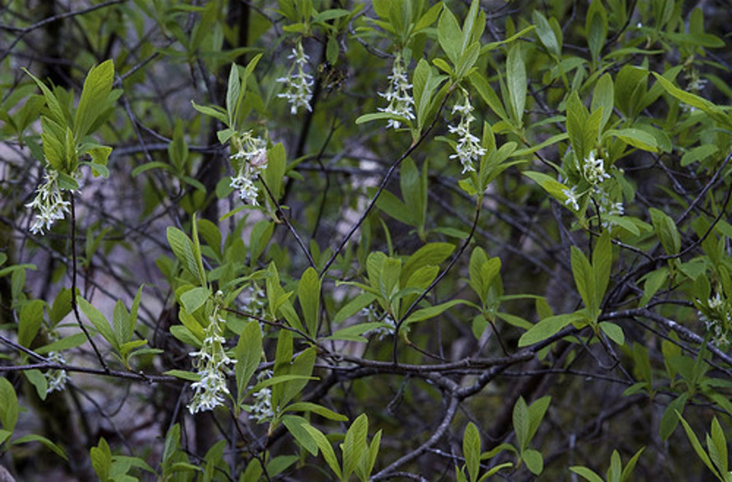<p>First Signs of Spring</p><p>- Among the first plants to flower in late winter or early spring.</p><p>- Also, among the first to fruit with small purple berries.</p><p>Ecological & Cultural Role</p><p>- Important for early pollinators and birds.</p><p>- Formerly called Indian Plum; name changed as part of reconciliation efforts.</p>