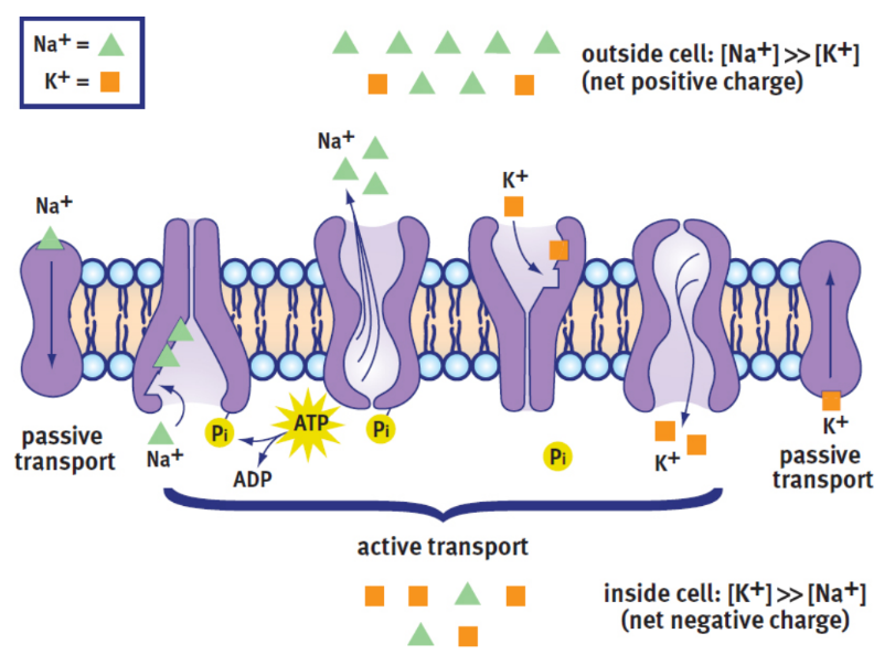 <p>the net electric potential difference that exists across the cell membrane, created by movement of potassium and sodium ions across that membrane; maintained by membrane proteins</p><p>ex. neurons -70 mV</p>