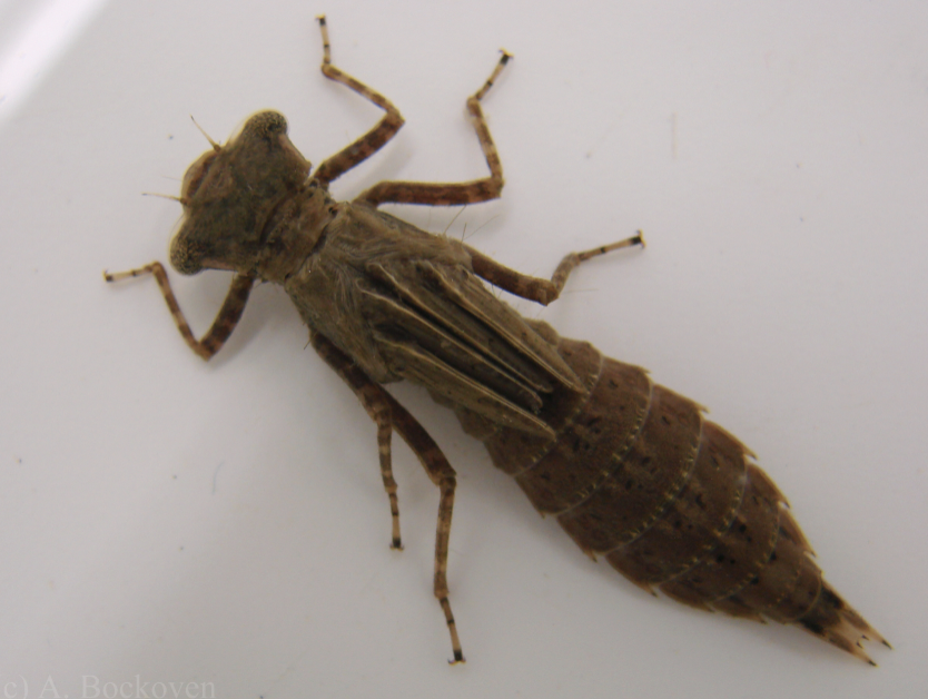 <p>odonata</p>