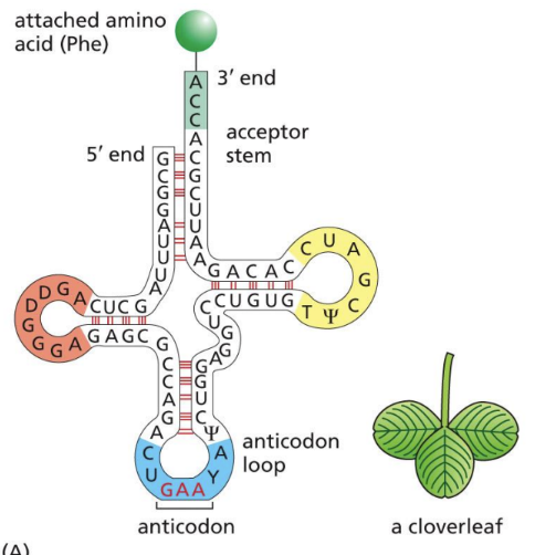 <p><span>Small set of RNA molecules that acts as an adaptor molecule during translation&nbsp;</span></p><ul><li><p class="Paragraph SCXW137994860 BCX0" style="text-align: left"><span>80 nucleotides long &amp; synthesized by RNA pol. III in nucleus&nbsp;</span></p><p class="Paragraph SCXW137994860 BCX0" style="text-align: left"><span>Splicing process has NO lariat formation (only cut and paste)&nbsp;</span></p></li></ul><ul><li><p class="Paragraph SCXW137994860 BCX0" style="text-align: left"><span>~50 different tRNAs because of chemical modifications of bases&nbsp;</span></p><p class="Paragraph SCXW137994860 BCX0" style="text-align: left"><span>Not one per amino&nbsp;</span></p></li></ul><ul><li><p class="Paragraph SCXW137994860 BCX0" style="text-align: left"><span>Responsible for catalytic activity by donating an OH to the active site when forming covalent peptide bonds (NOT Proteins)&nbsp;</span></p></li></ul><ul><li><p class="Paragraph SCXW137994860 BCX0" style="text-align: left"><span>Each tRNA is unique and is synthesized by a AA-tRNA synthetase &nbsp;</span></p><p class="Paragraph SCXW137994860 BCX0" style="text-align: left"><span>Ensures proper matching of anticodon to amino acid&nbsp;</span></p></li></ul><ul><li><p class="Paragraph SCXW137994860 BCX0" style="text-align: left"><span>2 critical regions of unpaired nucleotides&nbsp;</span></p><p class="Paragraph SCXW137994860 BCX0" style="text-align: left"><span>Anticodon = complementary to mRNA codon&nbsp;</span></p><p class="Paragraph SCXW137994860 BCX0" style="text-align: left"><span>Amino acid attachment site at 3’ end&nbsp;</span></p></li></ul><p></p>