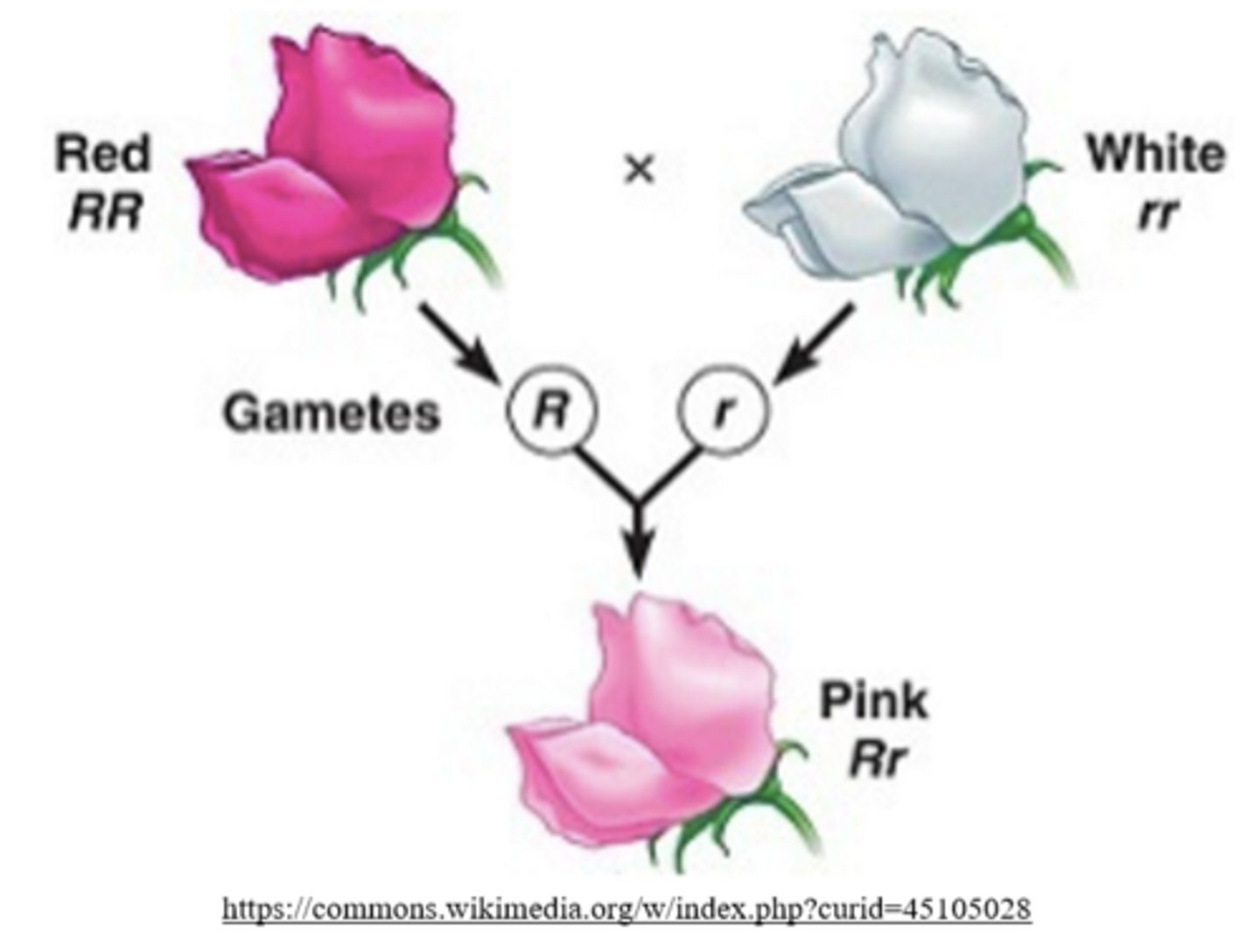 <p>incomplete dominance</p><p></p><p><strong>Mnemonic</strong>: <em>IN</em>complete dominance is the <em>IN</em>termediate</p>