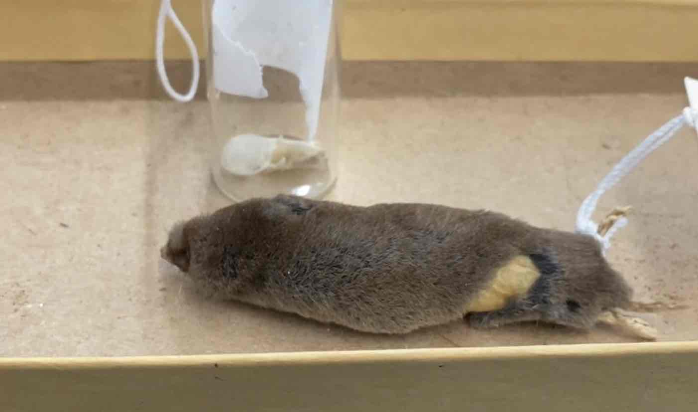 <ul><li><p>Order- Eulipotyphla</p></li><li><p>Fam- Soricidae</p></li></ul><p>small but robust with short legs and a short tail. fur dense and soft, nearly conceals short external ears. skull is long and narrow, usually with a flat profile. primarily insectivores. sharp pointy teeth and can poison from glands near the teeth. eyes are tiny and their main senses are probably touch hearing and smell.</p>