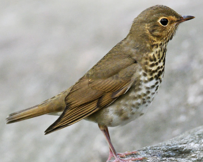 <p>What bird is this? </p>