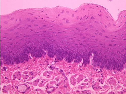 <p>Name the tissue</p>