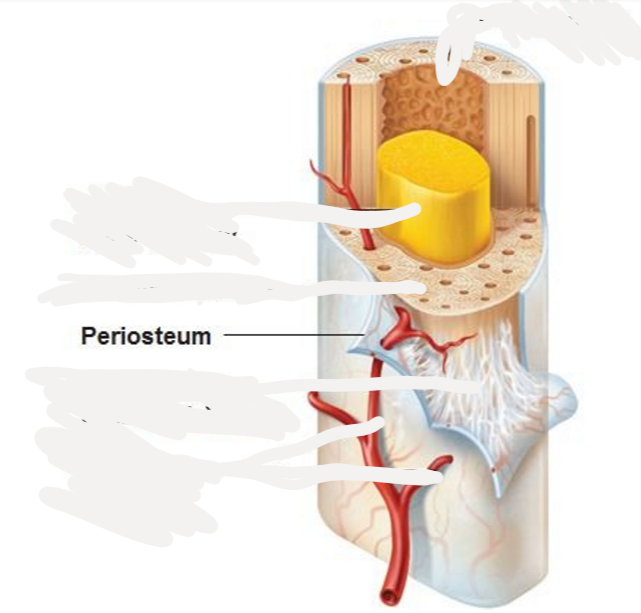 <p>fibrous connective tissue, covers shaft of long bones</p>