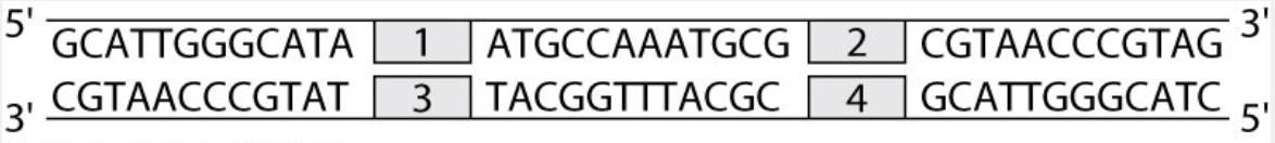 <p>For the following questions, refer to the diagram below which shows a short region of a double-stranded DNA molecule. The horizontal lines indicate the DNA backbones. The numbered boxes refer to potential transcription start sites. The top strand is the template strand for sites 1 and 2, and the bottom strand is the template strand for sites 3 and 4.</p><p>Which transcription start site would result in an RNA transcript in which the first 12 positions were 5'–CGCAUUUGGCAU–3'?</p><p>A) Start site 2</p><p>B) Start site 1</p><p>C) Start site 4</p><p>D) Start site 3</p>