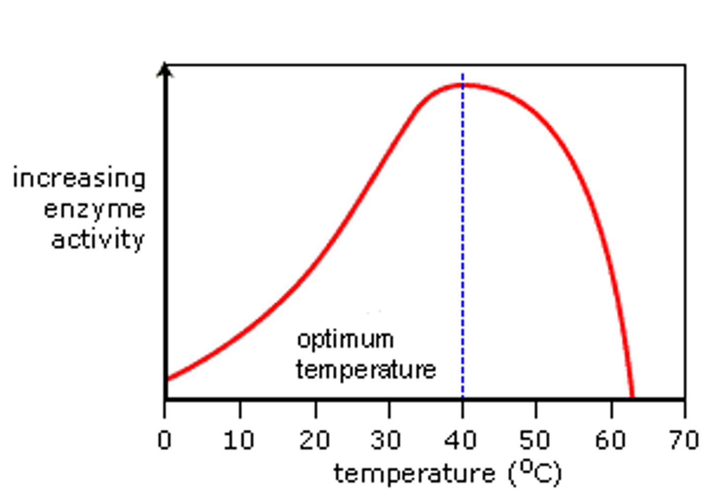 <p>As the temperature rises, the substrate molecules gain more energy in their kinetic energy stores and so move more quickly, colliding more frequently and with more power with the active site of the enzymes, thus increasing the rate of reaction. When the enzymes reach their optimum temperature, their activity is at its peak. After this, the high temperatures cause the active site to change shape and denature as the intramolecular hydrogen and ionic bonds begin to break, changing its tertiary structure, therefore the rate of enzyme activity decreases until finally the substrate molecule can no longer bind to the active site and no enzyme-substrate complexes are formed.</p>