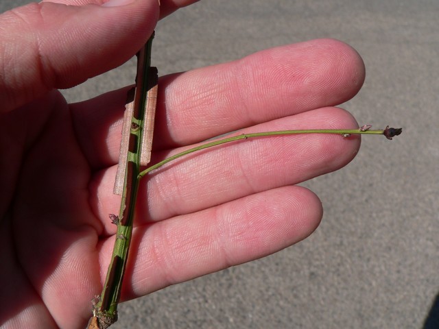 Blade: deciduous shrub that averages 6 to 9 feet in height but is capable of reaching 15 feet. It has opposite, simple, elliptical toothed leaves
Bud: conical, strongly divergent, and are green-brown-red in color
Bark: prominently corky-winged green and brown bark, almost feels pokey four sided