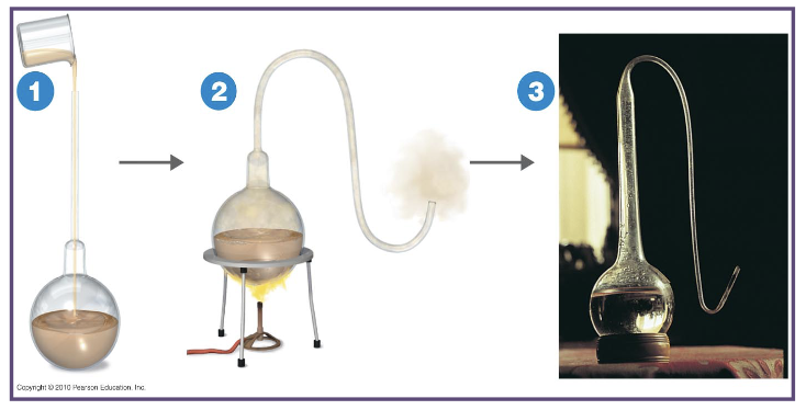 <p>describe this image by stages</p>