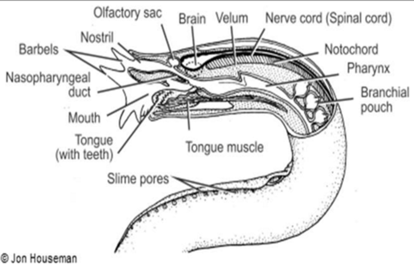 <p>Branchial Plate</p>