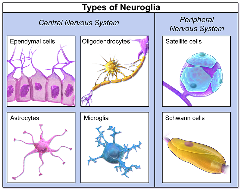 <p>Specialized cells that support and protect nervous tissue. **does not transmit nerve impulses </p><p>fx: </p><ol><li><p>Protect the brain from harmful substances</p></li><li><p>Get rid of foreign organisms and cellular debris</p></li><li><p>form myelin sheath around axons </p></li></ol><p></p>