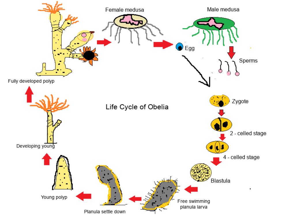 <p>has both polyp and medusa stage </p>