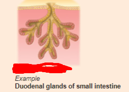 <p>what is the exocrine gland?</p>