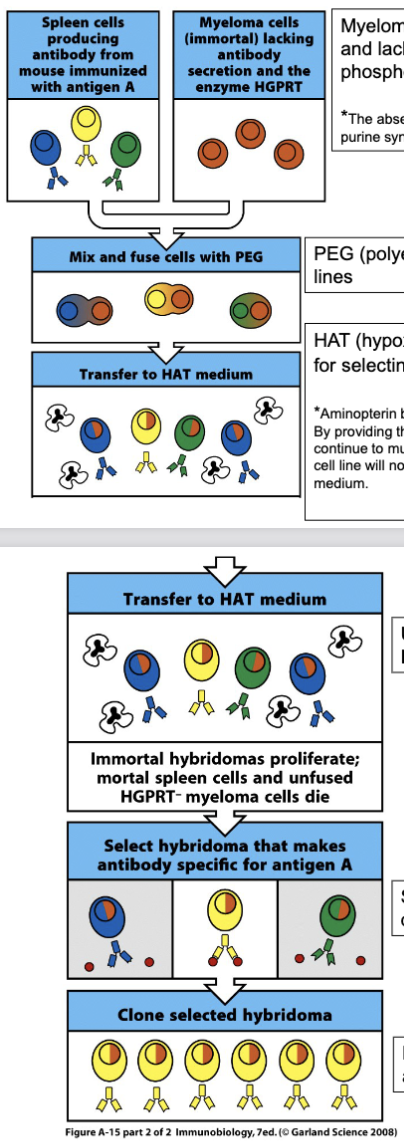 <p><span><span>Myeloma cells are pre-selected, they do not secret Ab, and lack the enzyme HGPRT (Hypoxanthine:guanine phosphoribosyl transferase) or Thymidine kinase</span></span></p><p><span><span>-*The absence of HGPRT is not a problem for these cells unless the de novo purine synthesis pathway is also disrupted</span></span></p><p><span><span>PEG (polyethylene glycol) is used to form the hybrid cell lines</span></span></p><p><span><span>HAT (hypoxanthine-aminopterin-thymidine) medium is used for selecting the hybrid cell lines</span></span></p><p><span><span>Unfused spleen cells and myeloma cells die in HAT medium; and fused myeloma cells proliferate</span></span></p><p><span><span>Select different hybridoma cell lines by limiting dilution assay</span></span></p><p><span><span>Each hybridoma cell line only produces one antibody</span></span></p><p><span><span>-Mouse mAbs are routinely produced by hybridoma, yet, this approach is not very successful in making hmAbs</span></span></p><p></p><p>spleen cells that react to antigen and make antibody</p><p>myeloma cells (B cell + mast cell)- pre screened, cannot make antibodies themselves, naturally deficient in enzymes involved in RNA DNA synthesis</p><p>two different cell types, once the two cell cultures are put together with strong chemical PEG forces merging</p><p>primary cells (spleen and myeloma will die in the culture)</p><p>one cell put in separate well to grow culture that recognizes single epitope</p>