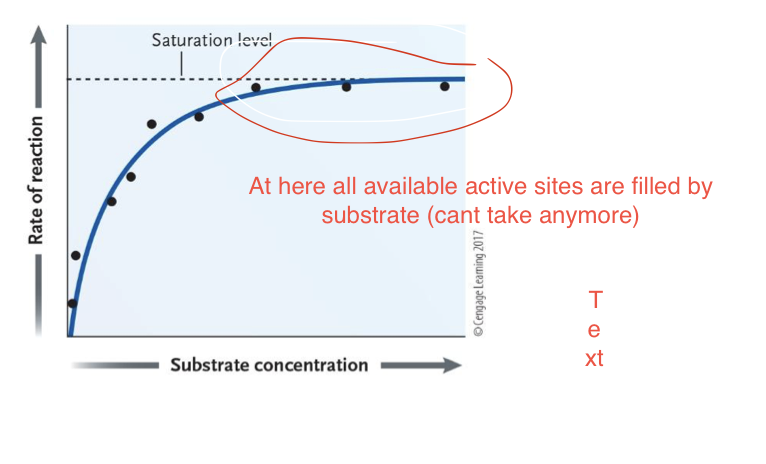 <p>Concentration of substrate </p><p>→ More substrate = faster reaction rate</p><p>→ Rate increases until a active sites in all enzymes are full = maximum rate</p>