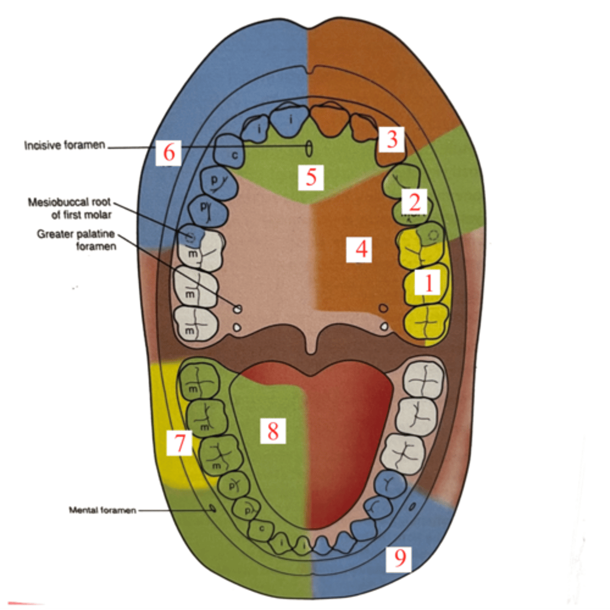 <p>Greater Palatine Block</p><p>anesthetize the posterior portion of the hard palate from the premolar through the molars on one side </p>