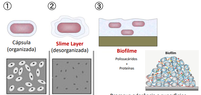 <p>Biofilme: Polissacáridos + Proteínas. Promove aderência a superfícies bióticas ou abióticas. Ex: cateteres. biofilmes associações de microrganismos e de seus produtos extracelulares, aderentes a superfícies bióticas ou abióticas. ligação da bactéria às células (boca, respiratórias) e aos suportes inertes (próteses, esmalte dentário, cateter). Concentra ou modifica os elementos nutritivos exógenos torna as bactérias resistentes: antissépticos, desinfetantes, antibióticos.</p>
