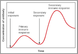 <p>secondary is much quicker and stronger due memory cells</p>