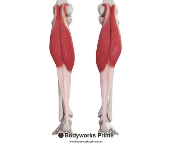 <p>*posterior</p>