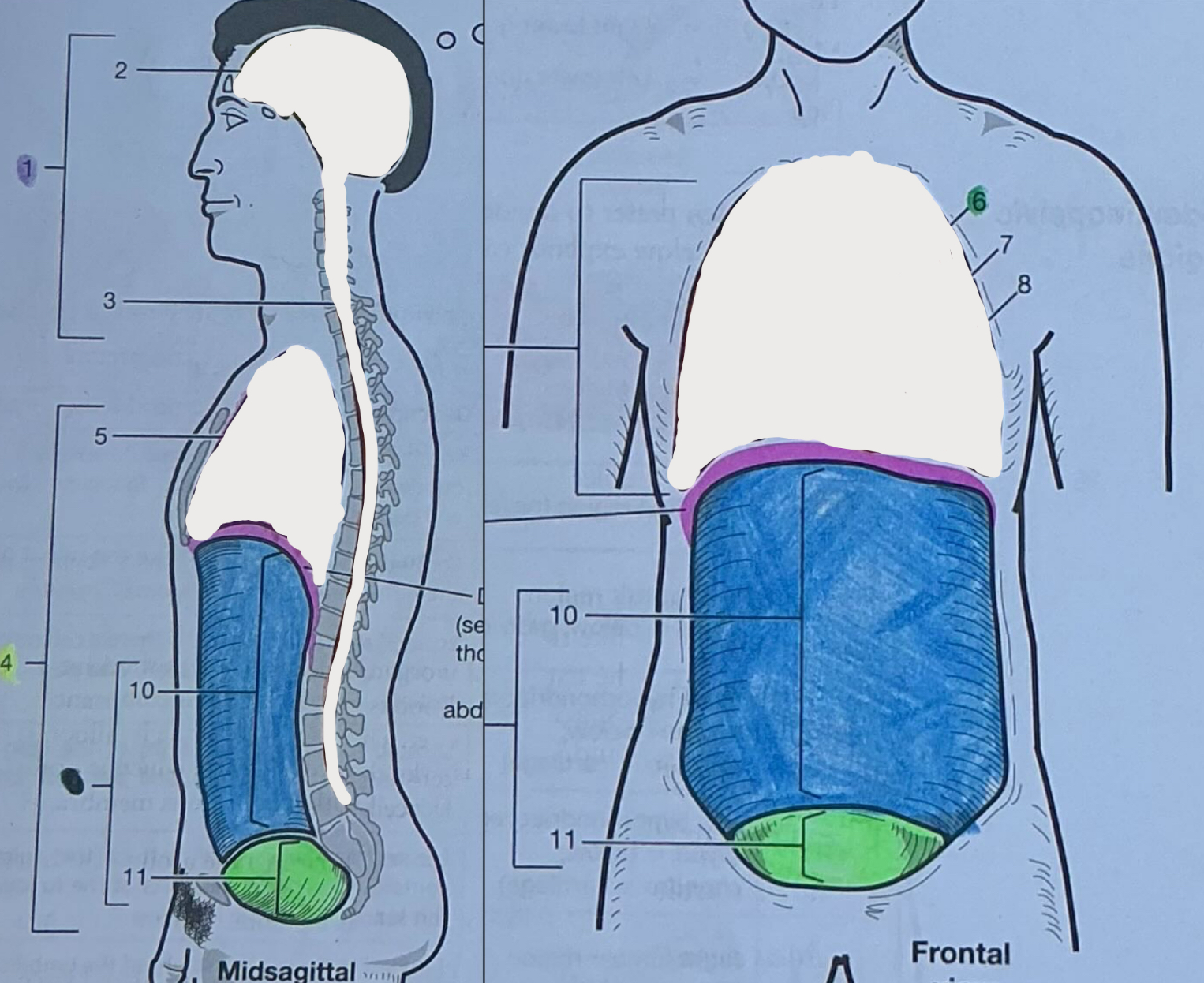 <p>Consists of abdominal and pelvic cavities (they don’t have a division w/in the body)</p>