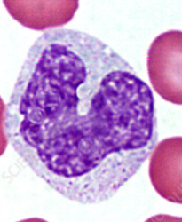 <p>Name the cell</p>