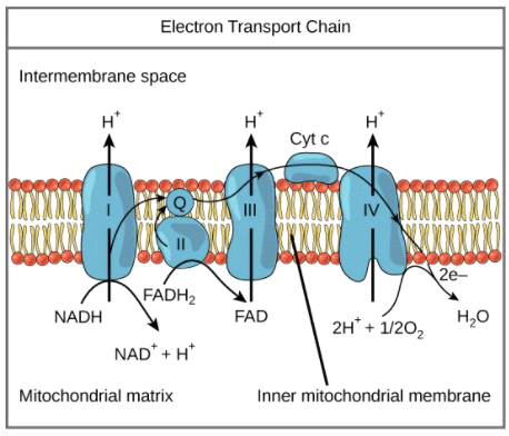 <p>oxidation of FADH2 by succinate dehydrogenase does not pump any protons across the membrane because the energy drop is not sufficient</p>
