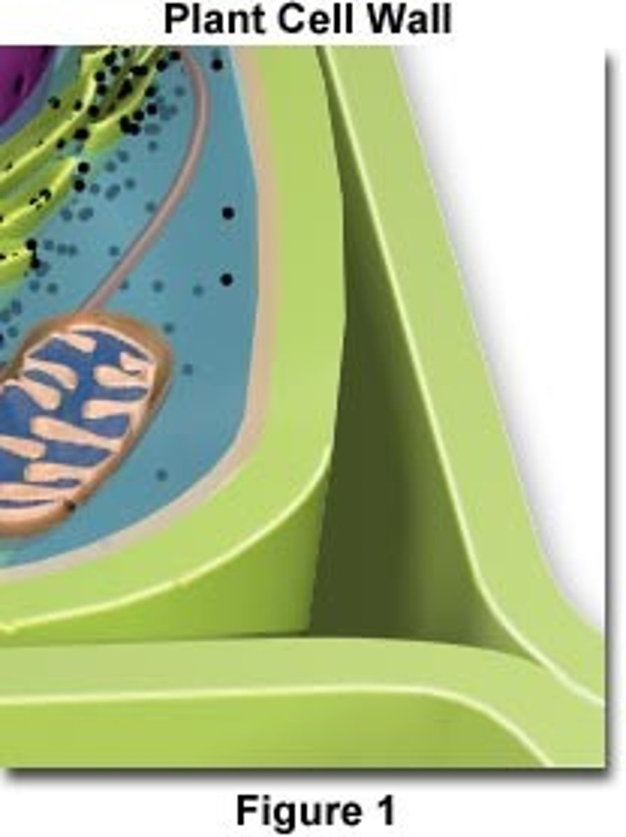 <p>Hard outer-covering, provides strength and support to cell membrane. Found in prokaryotes, plants, fungi, and come protists. Not found in animal cells.</p>