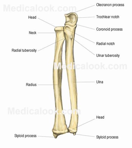 <p>radius and ulna (radius is lateral to ulna in anatomical position)</p>