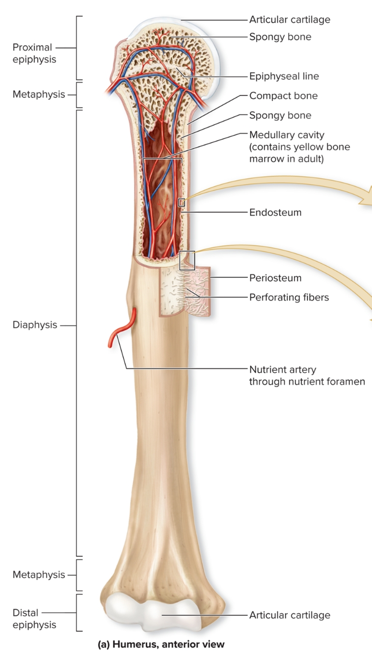 <p>What is the diaphysis of long bones?</p>