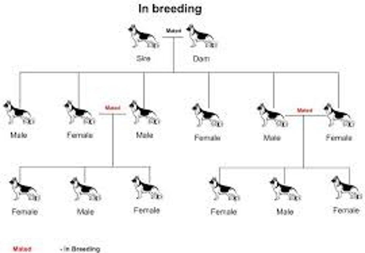 <p>1 - choose parents with desired characteristics from a mixed population</p><p>2 - breed them together</p><p>3 - choose offspring with the desired characteristics and breed them</p><p>4 - continue over many generations until all off spring show the desired characteristics</p>