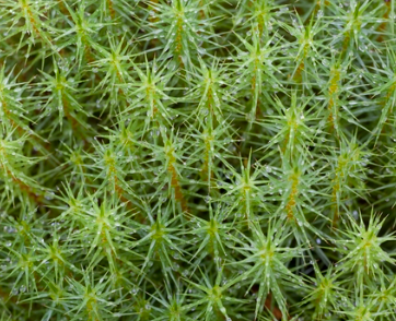<p><em>Polytrichum commune</em></p>