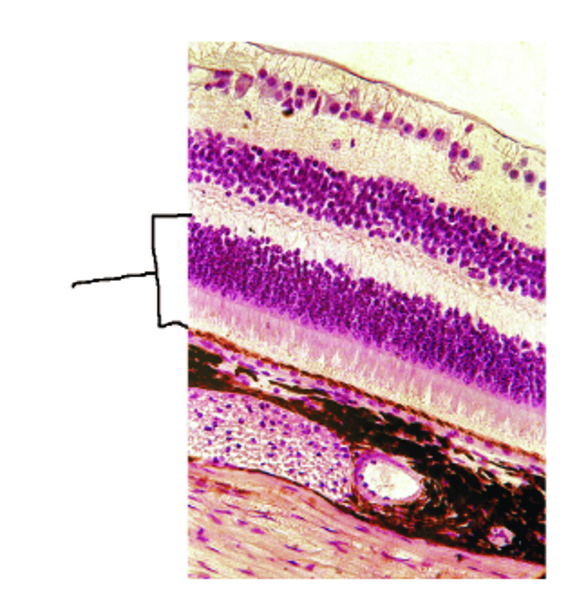<p>Identify structure.</p>