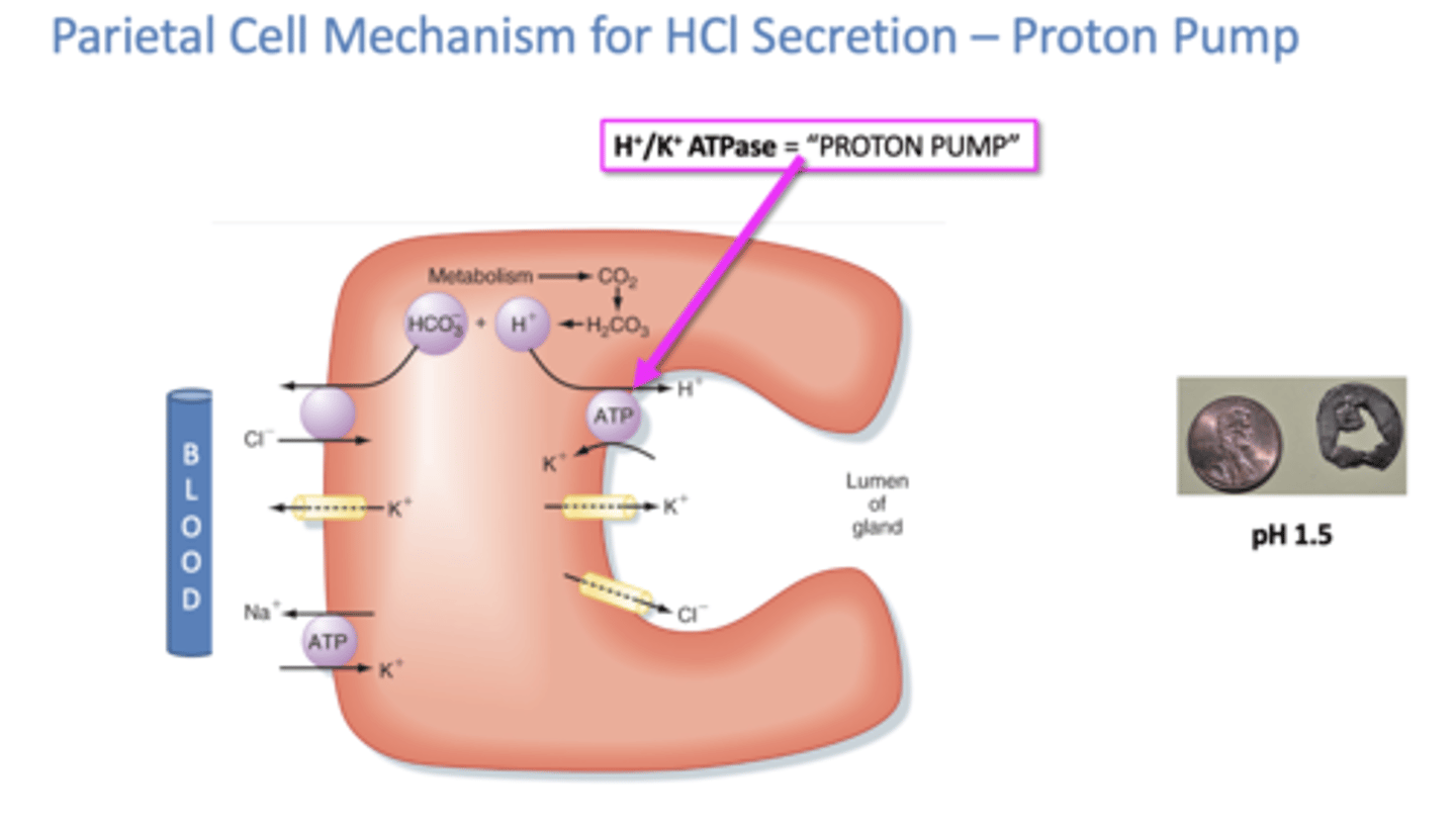 <p>H+/K+ ATPase ("Proton pump")</p>
