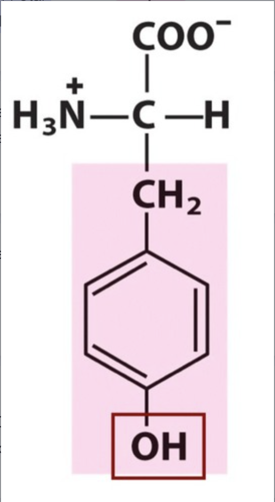 <p><span>Tyr / Y. pKa 10,1. Functional group -OH. IP: 5,66. Polar uncharged, hydrophilic.</span></p>