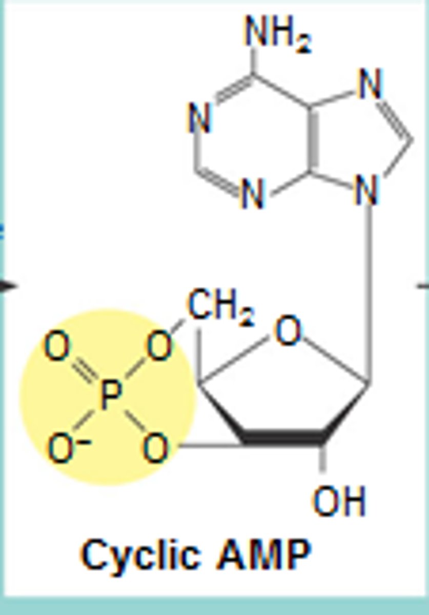 <p>Cyclic adenosine monophosphate, a second messenger that is produced by adenylyl cyclase.</p>