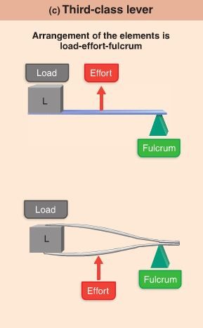 the force is between the weight and the fulcrum.