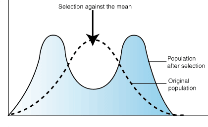 <p>when more extreme phenotypes (or genotypes) within a population have a fitness advantage over intermediate individuals</p>