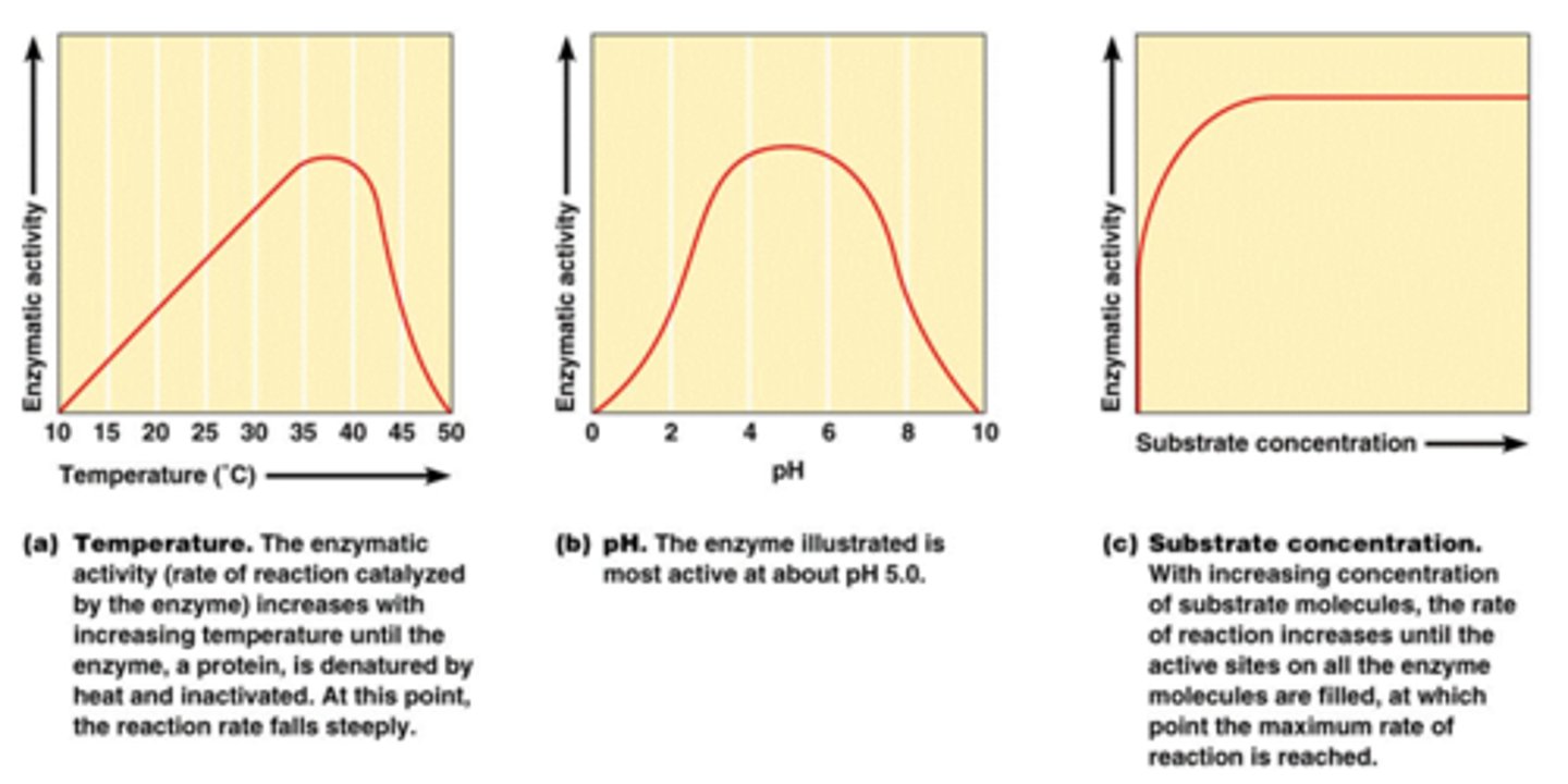 <p>-at low temperature minimal enzyme activity-increasing temperature will increase speed, increasing enzyme activity-Higher temperatures will cause enzyme stability to decrease, resulting in denaturation</p><p>-changing the pH will alter the charge of the enzyme, changing the solubility and shape-changing the shape of the active site will diminish its ability to bind to the substrate-enzymes have an optimum pH and moving outside the range will always result in a diminished rate of reaction</p>