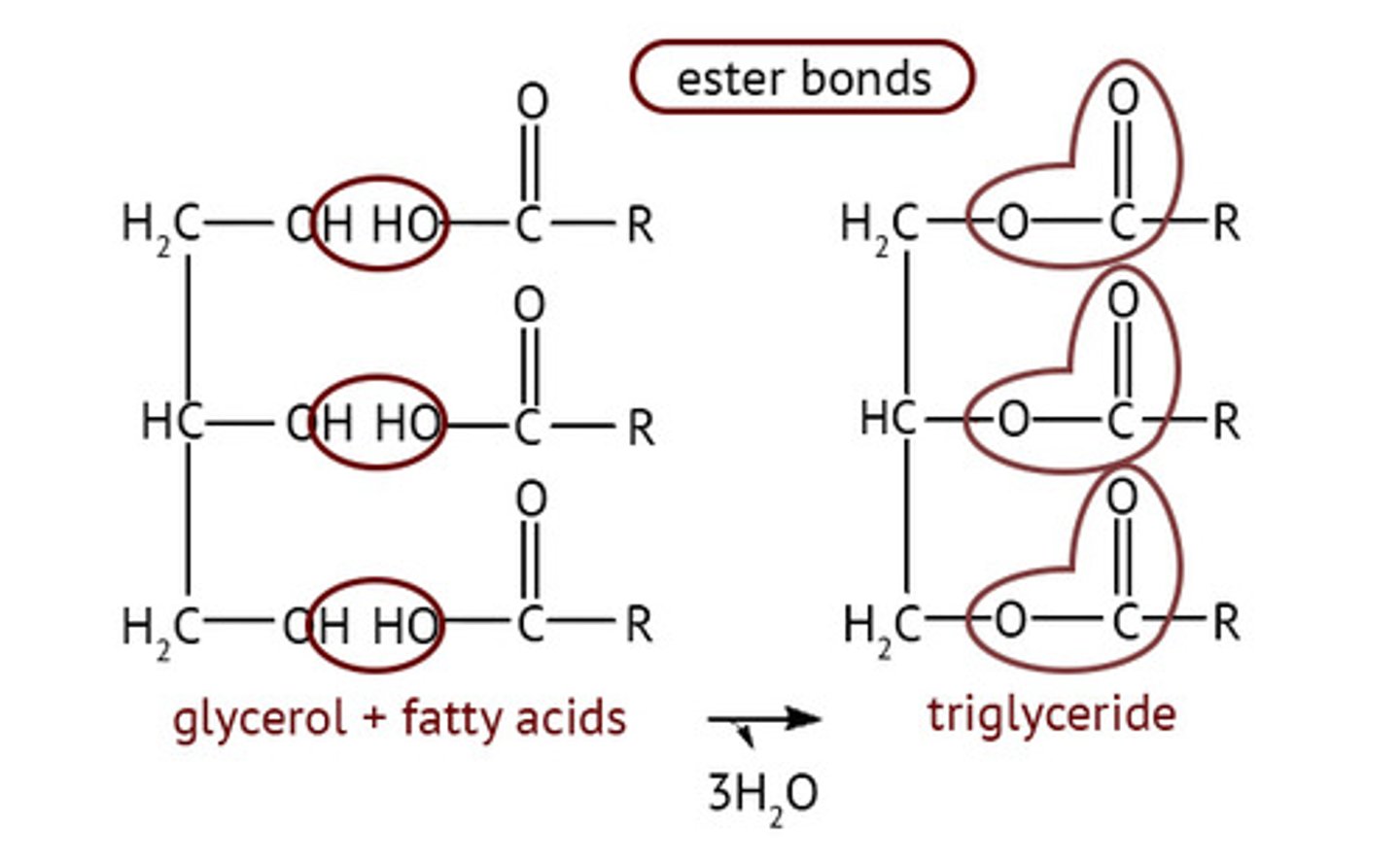 <p>Hydroxyl on glycerol loses H, carboxyl on fatty acid loses OH to form H2O; O-C=O</p>