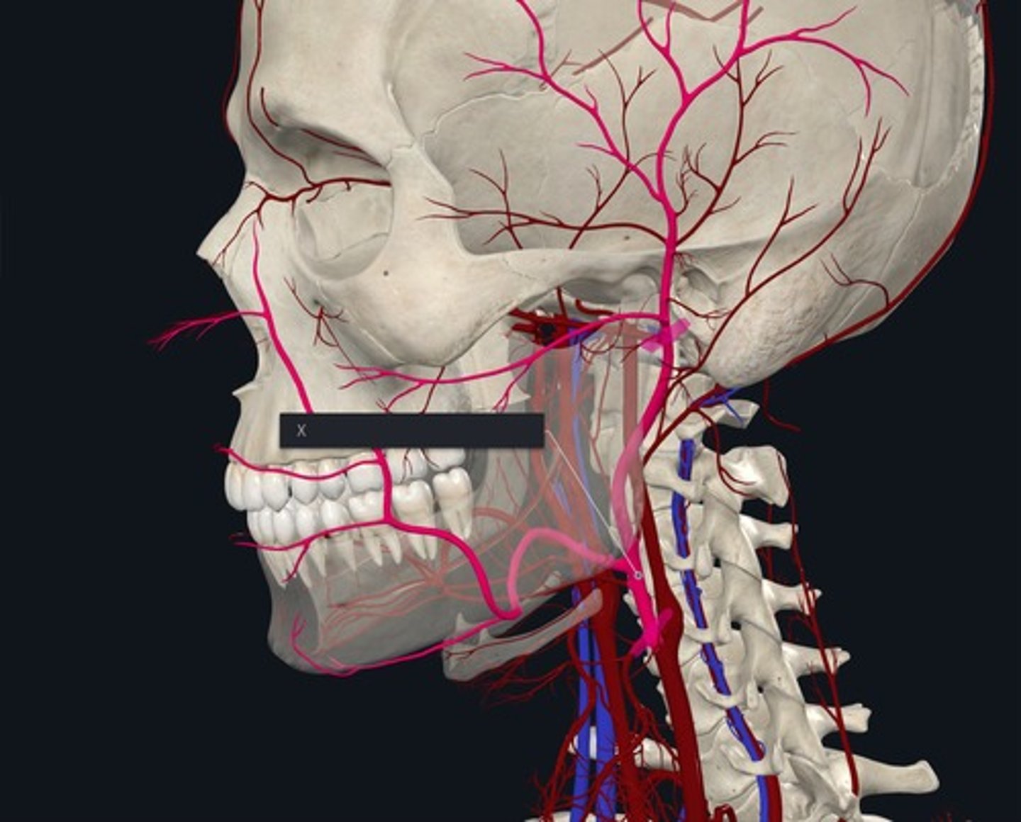 <p>Name the Vessel highlighted pink and marked with the X anterior branch</p>