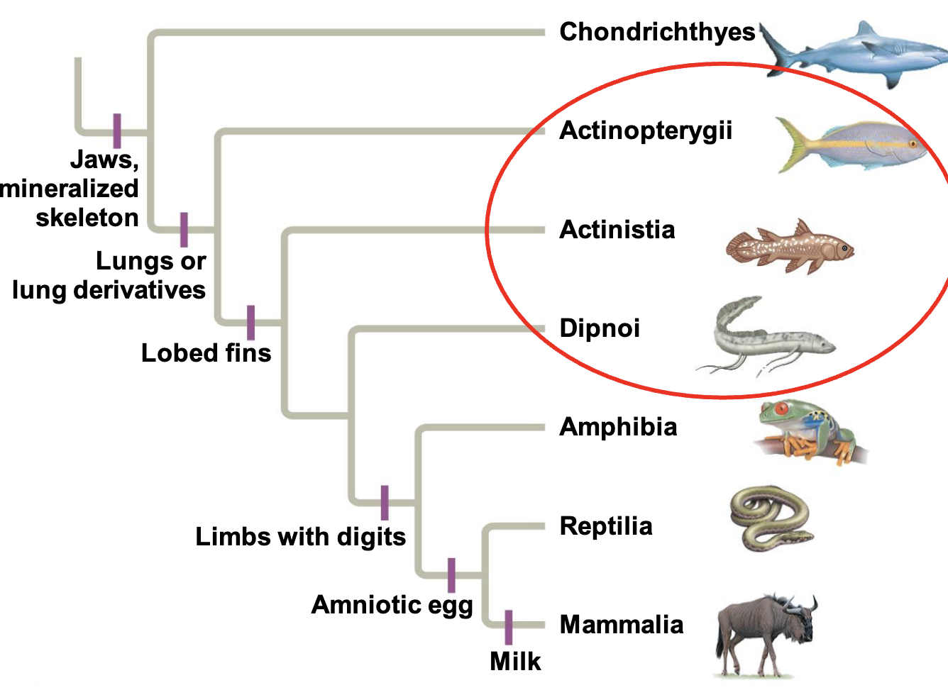 <p>bony rays that support fins </p><p>ex: bass, trout, perch, tuna, and herring</p>