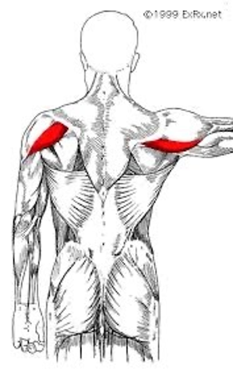 <p>- Origin = spine of clavicle</p><p>- Insertion = deltoid tuberosity (humerus)</p><p>- Primary Actions = shoulder extension, pulling humerus anteriorly in sagittal plane, rotating humerus laterally from midline</p><p>- Innervation = axillary nerve</p>