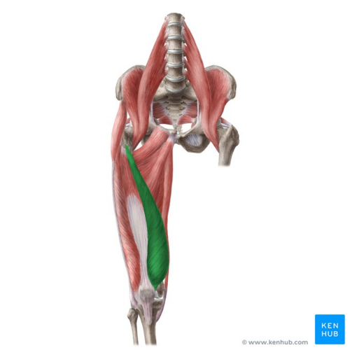 <p>extends the knee</p><p>O: linea aspera of femur</p><p>I:tibial tuberosity and patella</p>