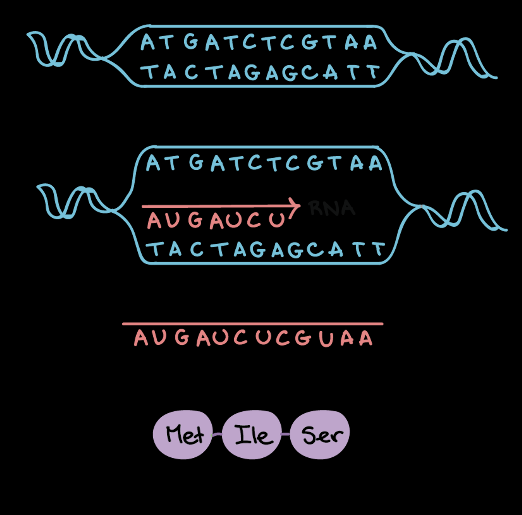 <p>Compare and contrast transcription and translation:</p>