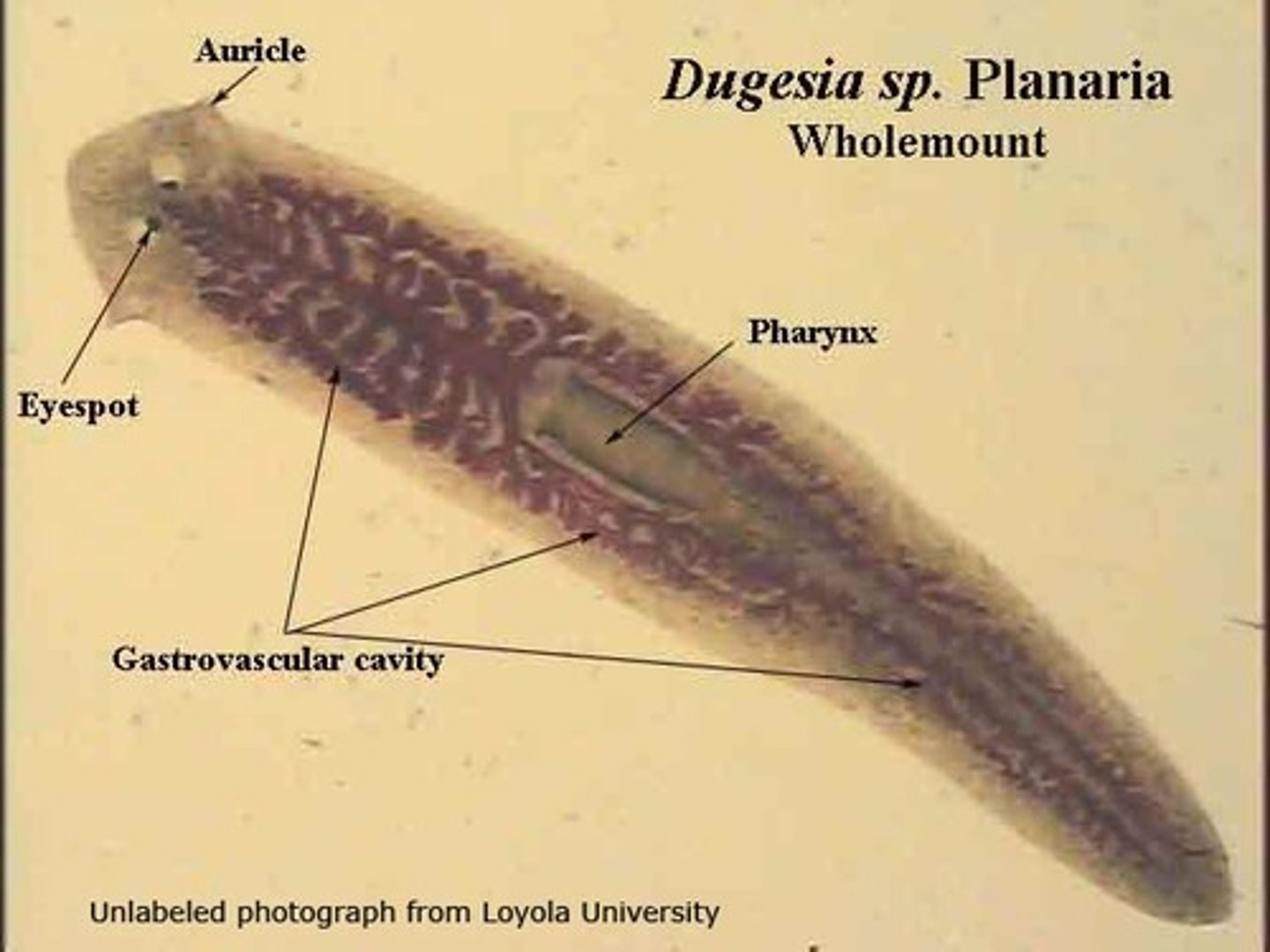 <p>Flatworms</p><p>Acoelomate organisms</p><p>Free living and parasitic forms (Trematodes and Cestodes)</p><p>Lophophore and trochophore larvae are absent</p><p>- Polycladida larvae are considered to be homologous to trochophore larvae</p><p>Spiral cleavage</p><p>Uncertain phylogeny</p><p>Monophyletic clade:</p><p>- Monogenea (fish ectoparasites), Trematoda (flukes), Cestoda (tapeworms)</p><p>Monophyletic lineages:</p><p>- Catenulida (chain worms): budding reproduction, offspring not fully detached</p><p>- Rhabditophora (rhabdite bearers): rod-like structures discharged in the mucus produced by some free-living flatworms</p><p>Absent circulatory and respiratory systems</p><p>- gas and nutrient exchange dependent on diffusion and cell-to-cell junctions</p><p>Most monoecious, internal fertilization</p><p>Asexual reproduction by fission</p><p>Ciliate ventral part (free-living species)</p><p>Cerebral ganglia (concentrations of nerve cell bodies)</p>